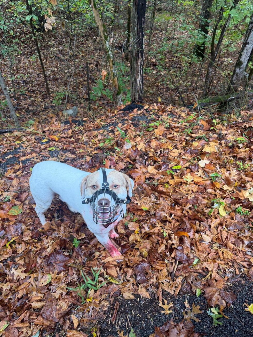Man booked on $300,000 bond after dog found with gunshot wound, wire muzzle in Tennessee