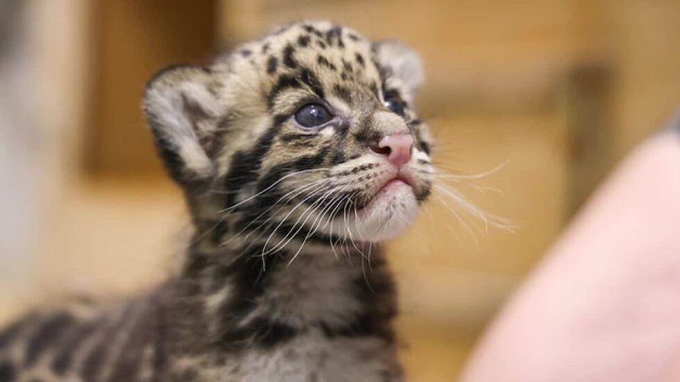 Zoológico de Nashville celebra el nacimiento de uno de los felinos más raros del mundo