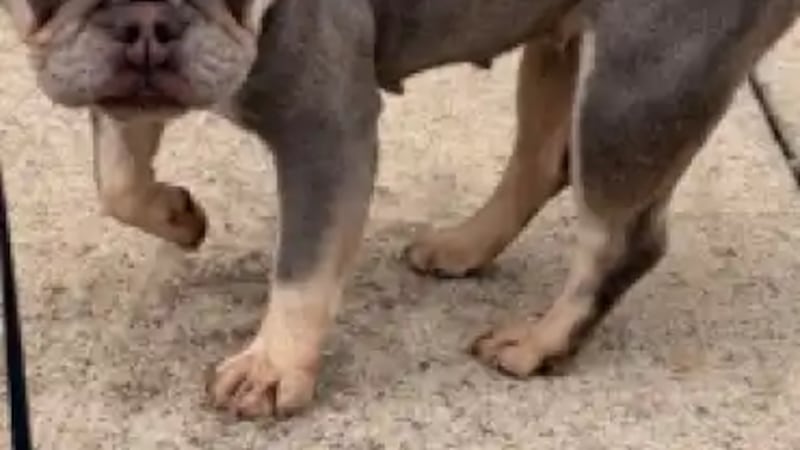 Policia de Nashville recupera un bulldog francés robado