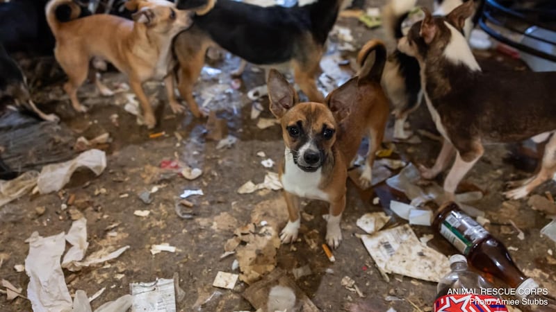 Animal Rescue Corps says that more than 130 dogs were rescued from a property outside Nashville.