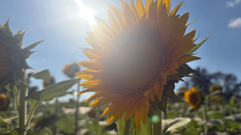 Lawrence sunflower farm faces shorter season as extreme heat takes a toll on blooms.