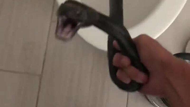Una mujer en Arizona encontró una serpiente en el inodoro de su casa