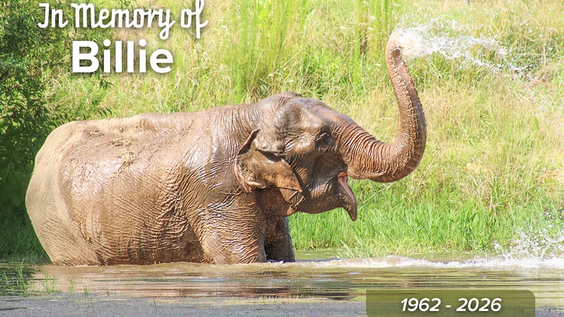 Elephant Sanctuary in Tennessee announces the passing of Asian elephant Billie
