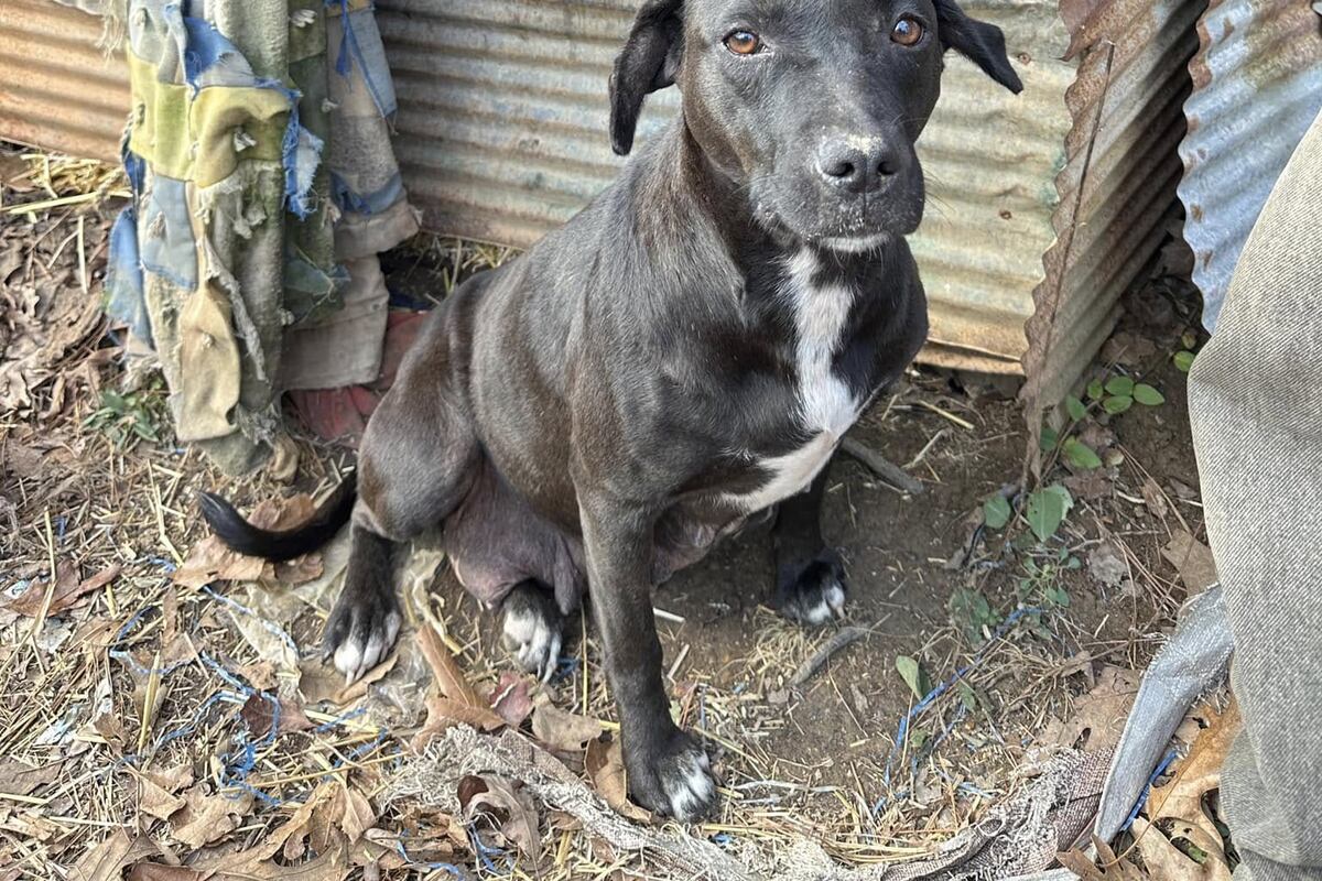 preloaded gallery image