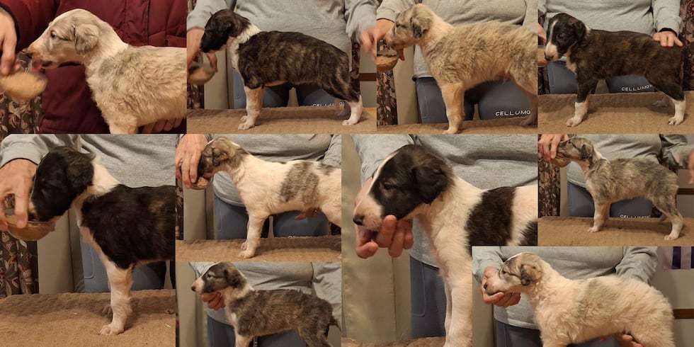 A litter of Borzoi puppies was taken from a yard in White County, Tennessee this week.