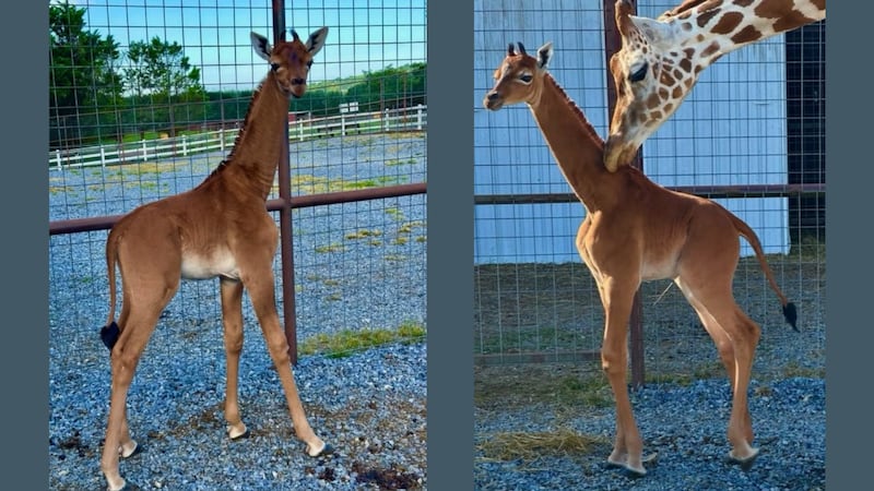 Se puede observar que la bebé jirafa sin manchas es enteramente marrón