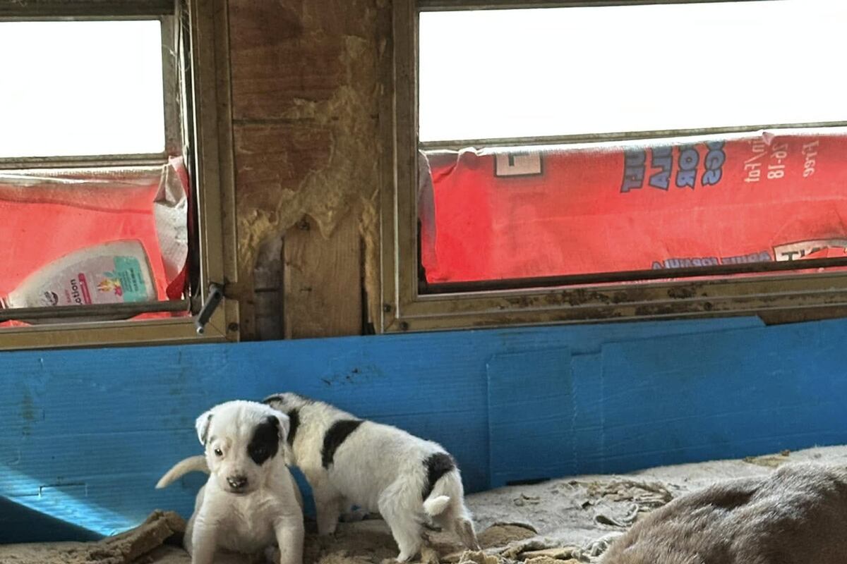 preloaded gallery image