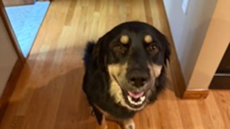 A dog that was seen being thrown over a fence in Giles County in 2025 has since been adopted...