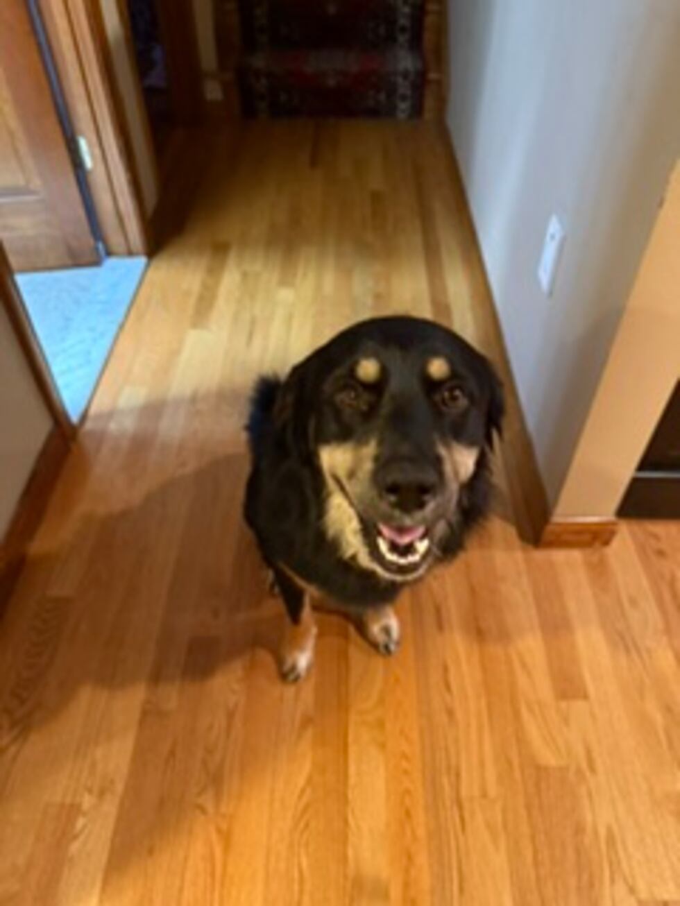 A dog that was seen being thrown over a fence in Giles County in 2025 has since been adopted...