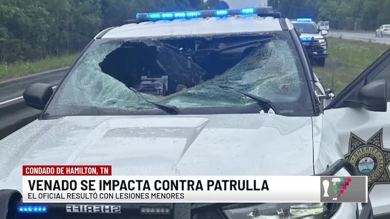 Venado muere tras impactarse contra una patrulla en el condado de Hamilton