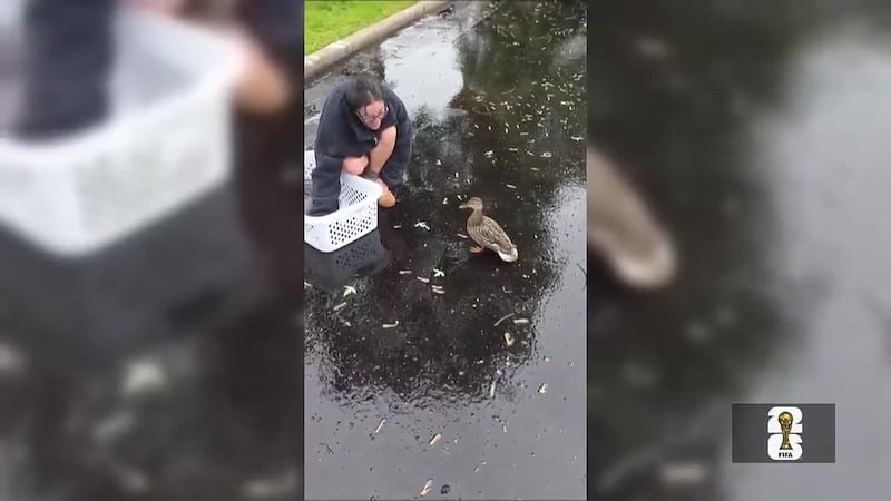 Rescatan patitos de una alcantarilla en Tennessee