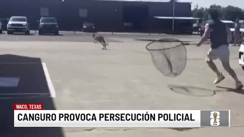 Canguro puso a correr a residentes y policías con el fin de atraparlo y ponerlo a salvo