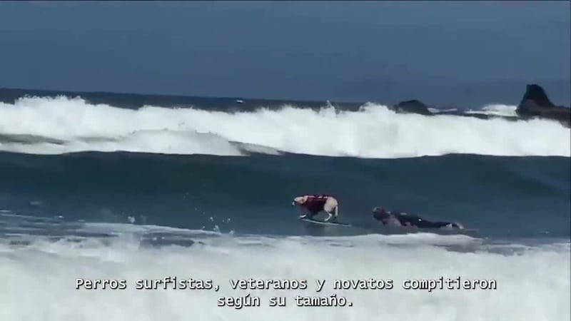 TOP 5 | Equilibrio en cuatro patas: las imágenes del mundial de surf canino