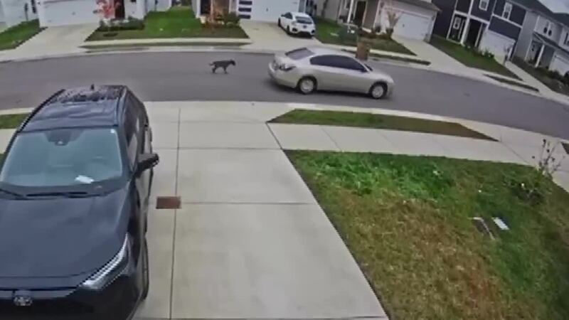 Encadenan a un auto a perrito y lo obligan a caminar varias cuadras en Nashville